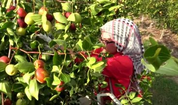 Amasya’da Hünnap Pekmezi Üretiliyor