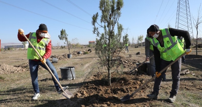 20 bin Fidan ve 30 bin Süs Bitkisi Toprakla Buluştu