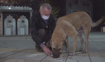 Aç Kalan Köpekleri Elleriyle Besledi