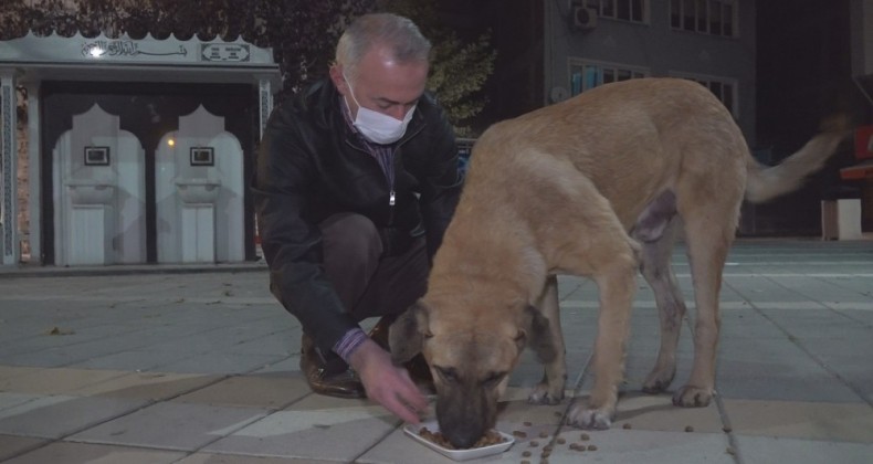 Aç Kalan Köpekleri Elleriyle Besledi