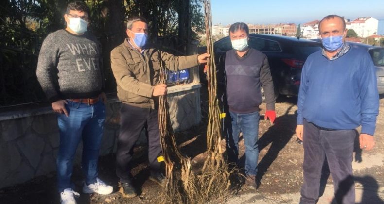 Samsun Yakakent’te bin 500 adet ceviz fidesi