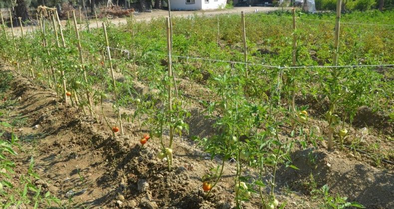 Kuşadası’nın organik ürünleri Türkiye’ye açılıyor