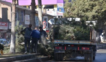 Tatvan Belediyesinden ağaç budama çalışması