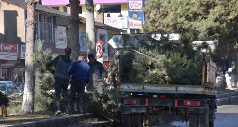 Tatvan Belediyesinden ağaç budama çalışması