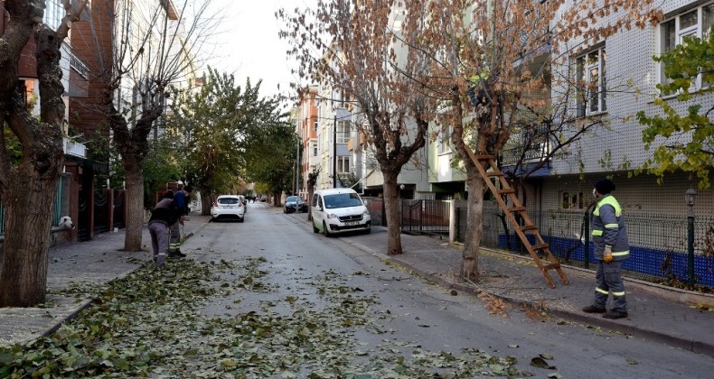 Tepebaşı’nda ağaçlar budanıyor