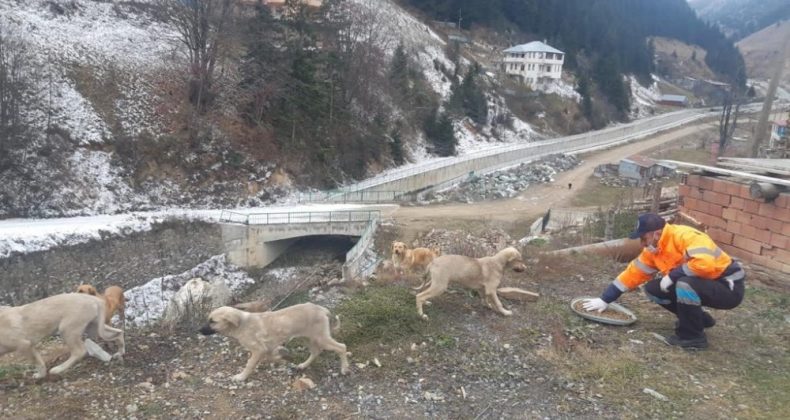 Trabzon’da sahipsiz canlar unutulmuyor