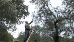 Zeytin hasadı on binlerce vatandaşı iş sahibi yaptı