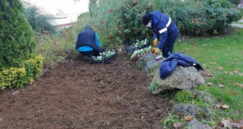 3 ilçenin ağaçları kış bakımına alındı