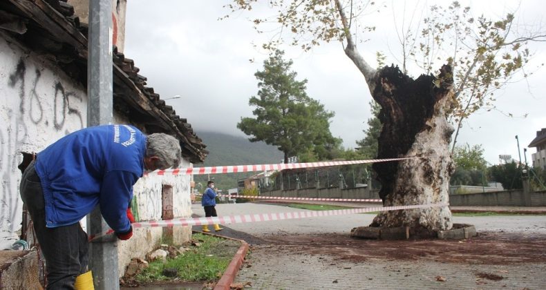 500 yılık çınar ağacı, kuvvetli yağışa dayanamadı