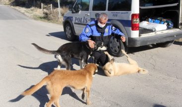 Adana polisi sokak köpeklerini unutmadı