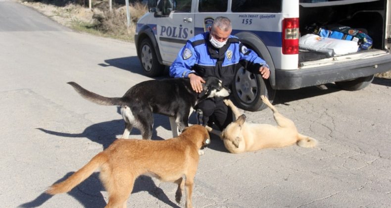 Adana polisi sokak köpeklerini unutmadı