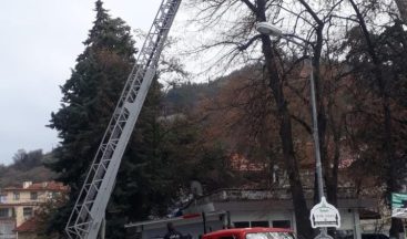 Ağaçta mahsur kalan kediyi itfaiye ekipleri kurtardı