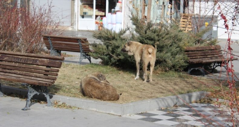 Ağrı’da kısıtlamalar sonrası cadde ve meydanlar sokak hayvanlarına kaldı