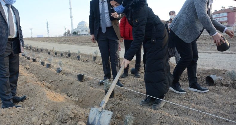 Akyurt’a Lavanta Bahçesi