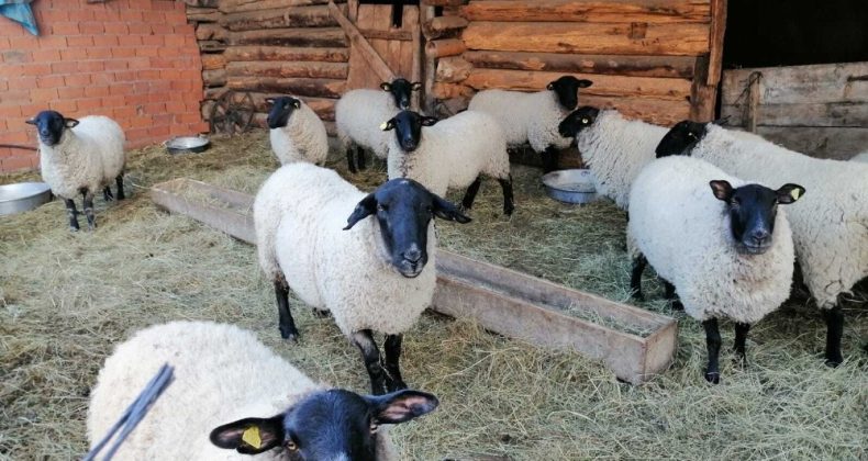 Artvin’e özgü bijik koyununun yok olmaması için harekete geçtiler