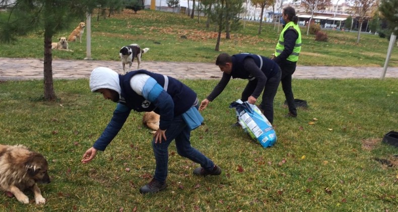 Bağlar Belediyesi sokak hayvanlarını unutmadı