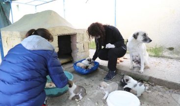 Barınakta buluşan hayvan severler, köpeklere kulübe yaptı