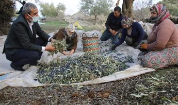 Başkan Kaplan’dan zeytin hasadı yapan üreticilere sürpriz ziyaret