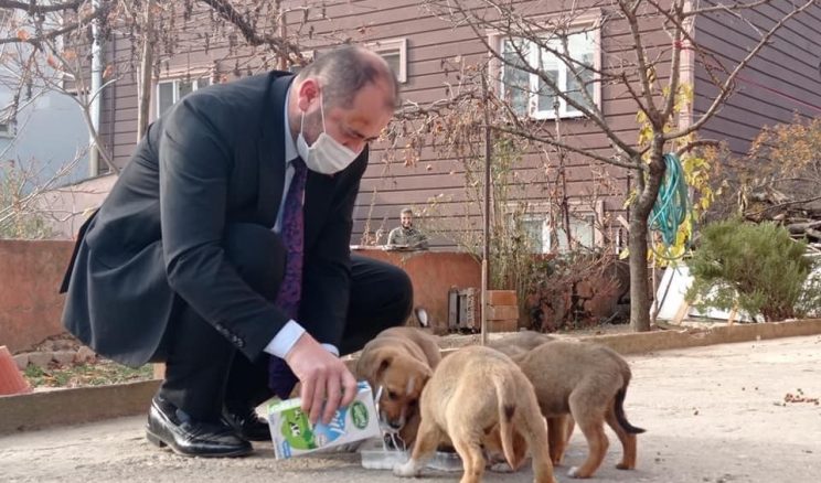 Başkan kısıtlamada sokak köpeklerini sütle besledi