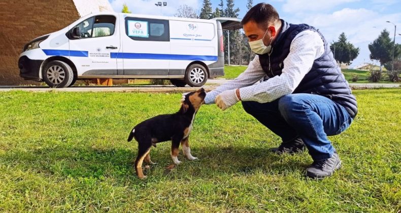 Biga Belediyesi sokak hayvanlarını kısıtlamalarda unutmadı