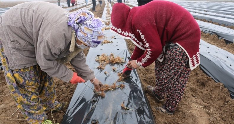 Bismil Belediyesi kadınlara yönelik iş ortamı oluşturmak adına ’Çilek Okulu’ açtı