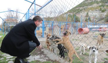 Burdur’da sokak köpeğinin katledildiği iddiasına yalanlama