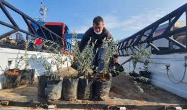 Büyükşehir Belediyesinden Tarsuslu üreticilere 9 bin zeytin fidanı