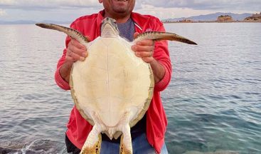 Caretta Caertta deniz kaplumbağasını balıkçılar kurtardı