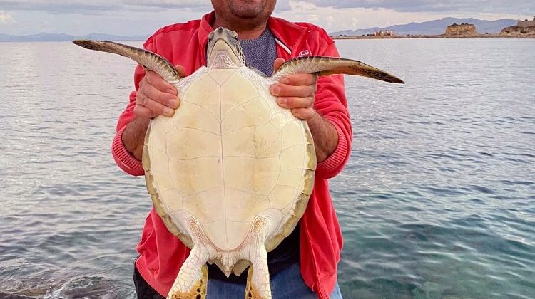 Caretta Caertta deniz kaplumbağasını balıkçılar kurtardı