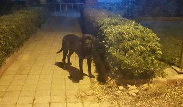 Erdek’te kedileri öldüren köpek barınakta