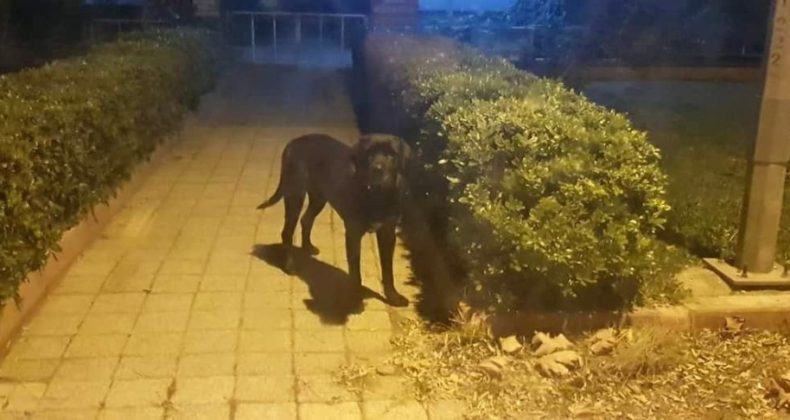 Erdek’te kedileri öldüren köpek barınakta