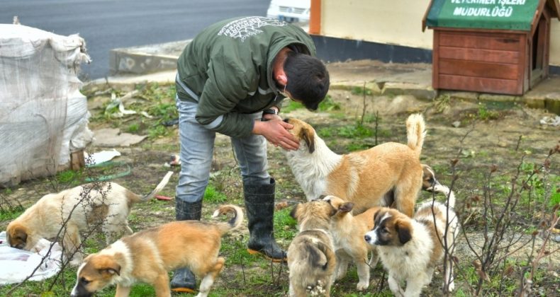 Esenyurt Belediyesi hayvan dostlarını unutmuyor