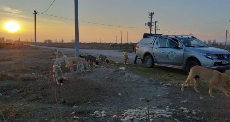 Hafta sonu yasağında sokak hayvanları unutulmadı