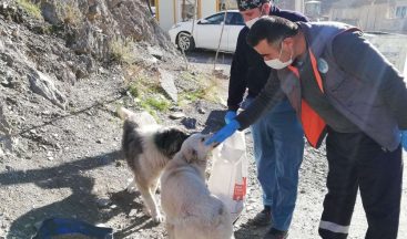 Hakkari’de sokağa çıkma kısıtlamasında can dostlar unutulmadı