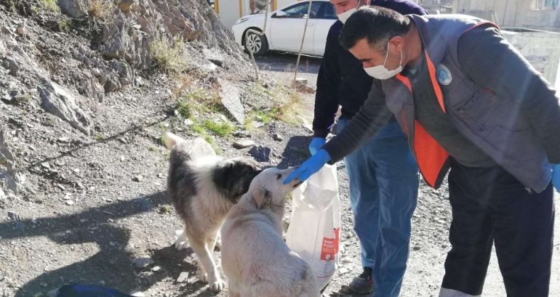 Hakkari’de sokağa çıkma kısıtlamasında can dostlar unutulmadı