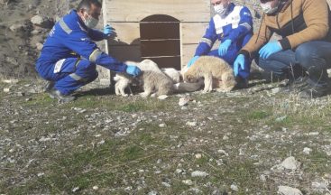 Hakkari’de sokağa çıkma kısıtlamasında hayvanları unutulmadı