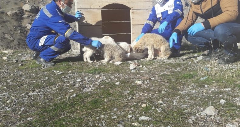 Hakkari’de sokağa çıkma kısıtlamasında hayvanları unutulmadı