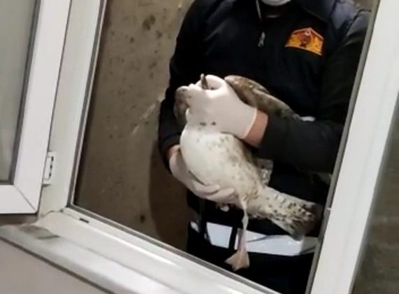 Havalandırma boşluğuna düşen martı kurtarıldı