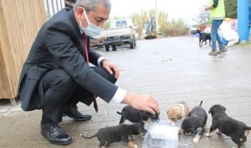 Hayvan barınağına göndermek istediği köpekleri belediye önüne bıraktı