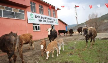 Hayvan Oteli’ne büyük ilgi