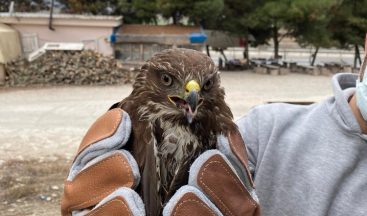 İşletme sahibinin sahip çıktığı yaralı şahin tedavi altına alındı