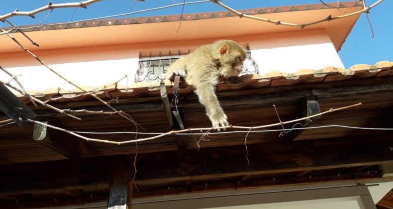 İzmir’de başı boş gezen maymun görenleri şaşırttı