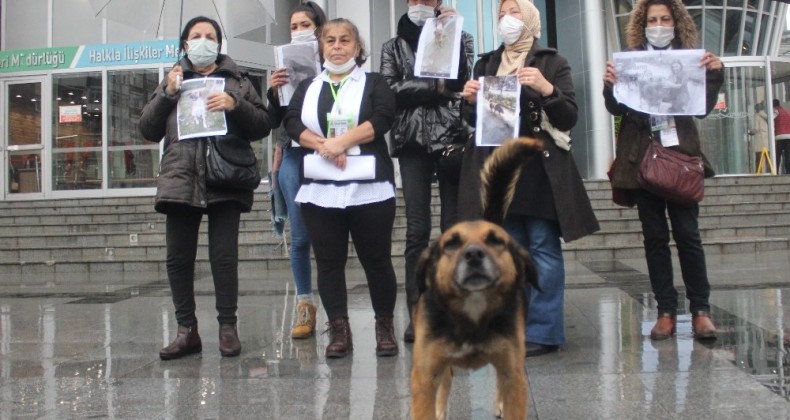 İzmit’te öldürülen köpekler için hayvan sevenlerden tepki