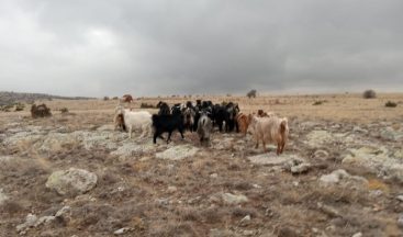 Jandarma kaybolan koyunları drone ile buldu