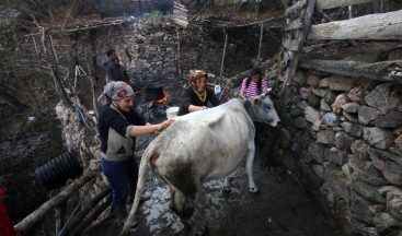 Kara kazanda sular bu kez ‘inekler’ için ısıtıldı