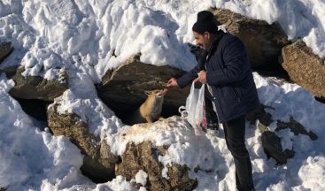 Karla mücadele ekibi aç tilkinin karnını duyurdu