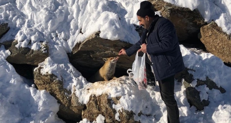 Karla mücadele ekibi aç tilkinin karnını duyurdu