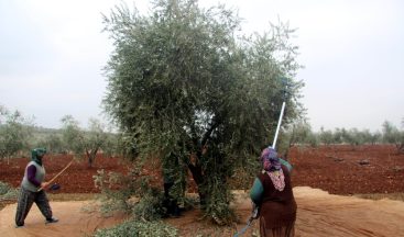 Kilis’te zeytin hasadı devam ediyor