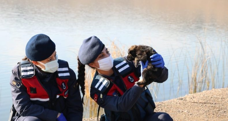 Kırıkkale’de jandarma sokak hayvanlarını unutmadı