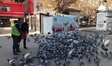 Kırıkkale’de sokak hayvanlarına şefkat eli